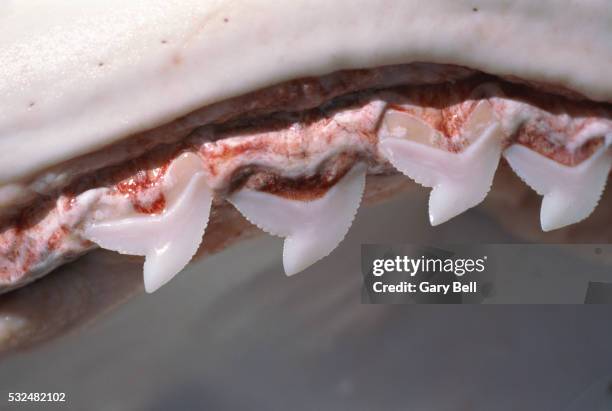 teeth of tiger shark - leopard shark stock pictures, royalty-free photos & images