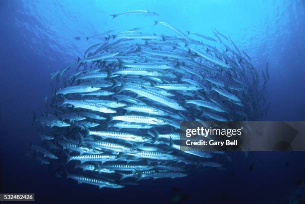 school of barracudas - barracuda stock pictures, royalty-free photos & images