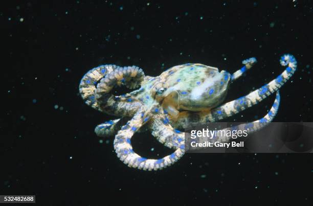 blue-ringed octopus - octopus foto e immagini stock