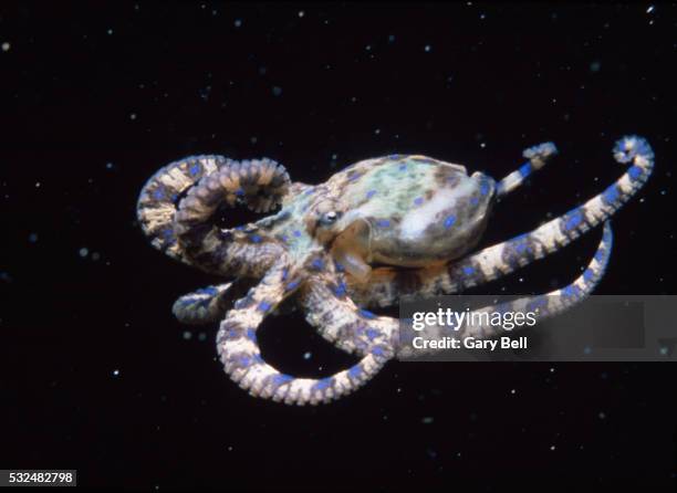 blue-ringed octopus, sideview - blue ringed octopus stockfoto's en -beelden