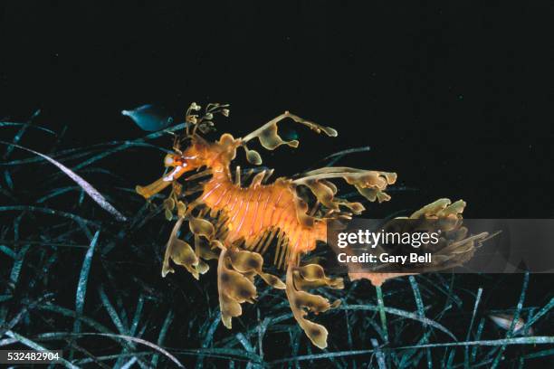 leafy sea dragon - leafy seadragons stock-fotos und bilder