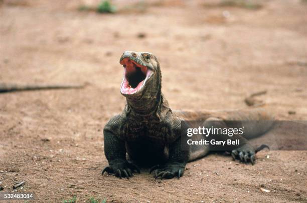 komodo dragon with open mouth - komodo dragon stock pictures, royalty-free photos & images