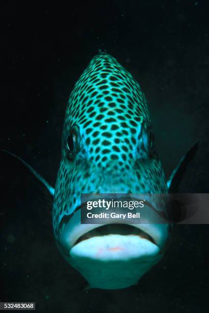 10.805 fotos e imágenes de Fish Face - Getty Images