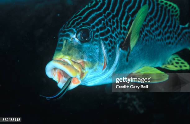 blue streak cleaner wrasse cleaning sweetlips - pesce dottore foto e immagini stock