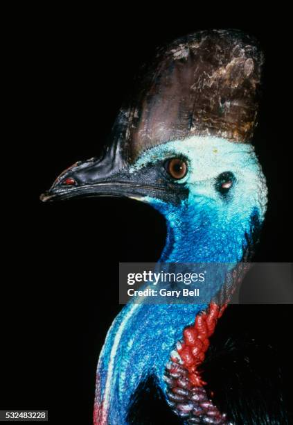 common cassowary - cassowary stock pictures, royalty-free photos & images