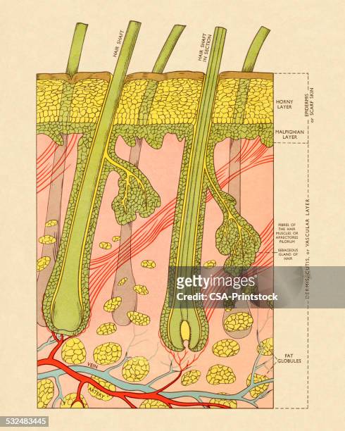 cross section of skin with hair follicles - skin cross section stock illustrations