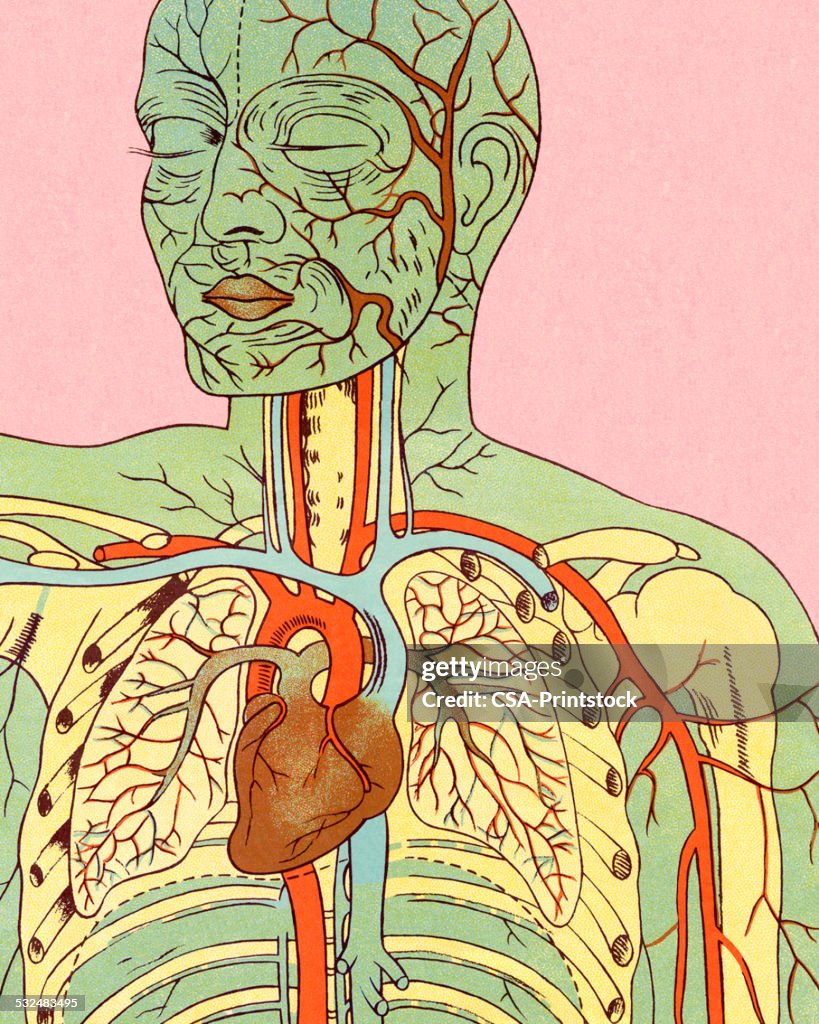 Anatomy of Circulatory System