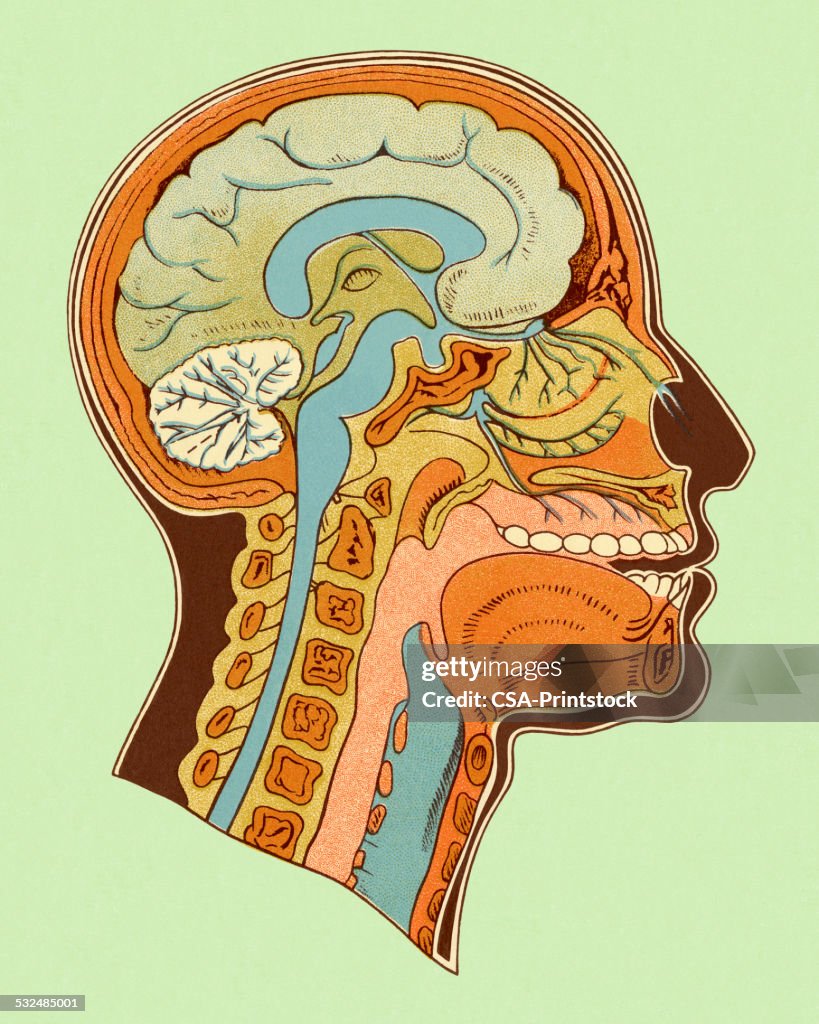 Diagrama de cabeza y cuello