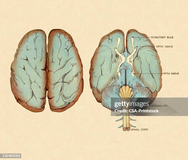 Brain Spatial Part 563 Parts Of Brain Diagram Stock Photos, High-Res Pictures, and Images ...