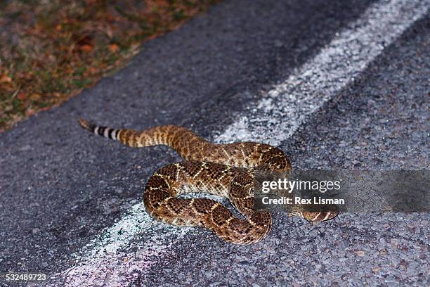 a western diamondback rattle snake crossing a road - western diamondback rattlesnake habitat stock pictures, royalty-free photos & images