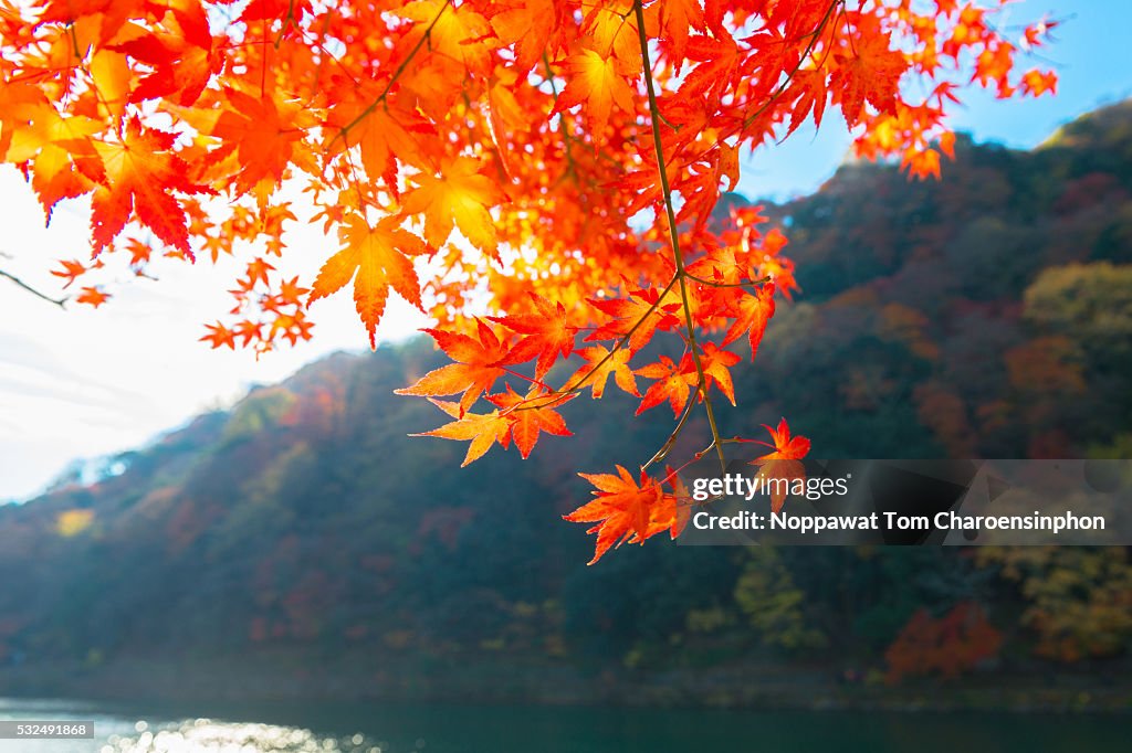 Autumn scene in Arashiyama, Japan