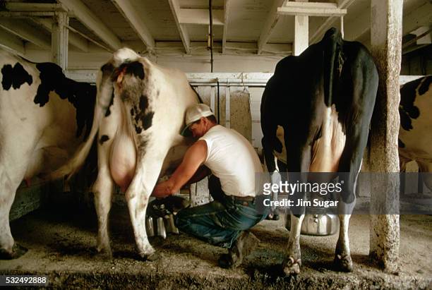 farmer milking cows - jim farmer stock pictures, royalty-free photos & images