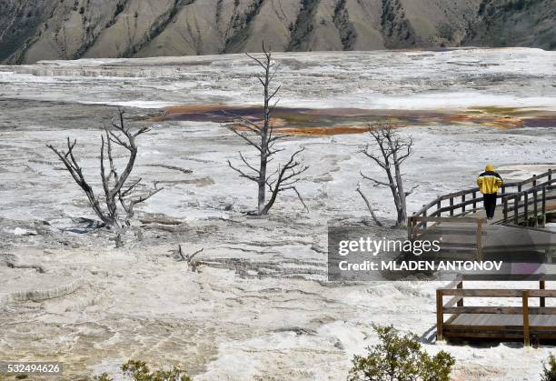 Tourist walks on a walkway at the Mammoth Hot Springs at Yellowstone National Park on May 12, 2016. Yellowstone, the first National Park in the US...