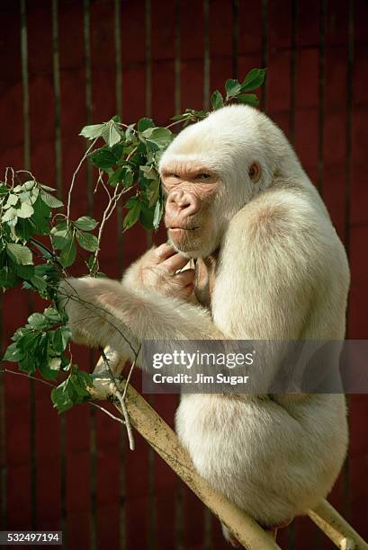 gorilla sitting on bamboo ladder - albino monkey stock pictures, royalty-free photos & images