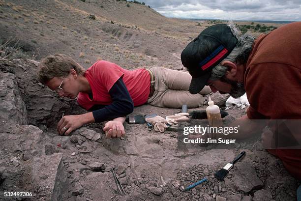 paleontologists excavating site - palaeontologist stock pictures, royalty-free photos & images