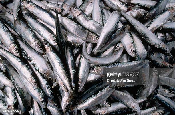 herring at a fish market - aringa foto e immagini stock