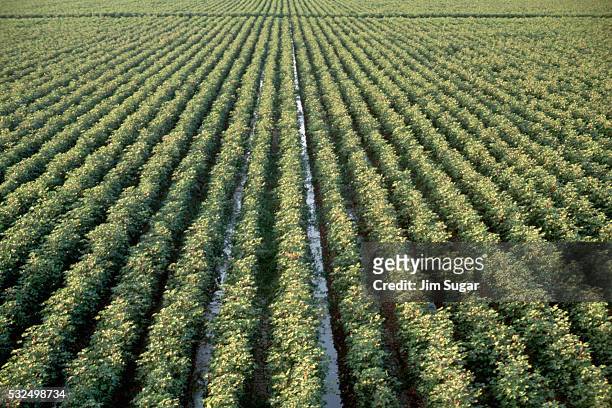 cotton fields - cotton field stock pictures, royalty-free photos & images