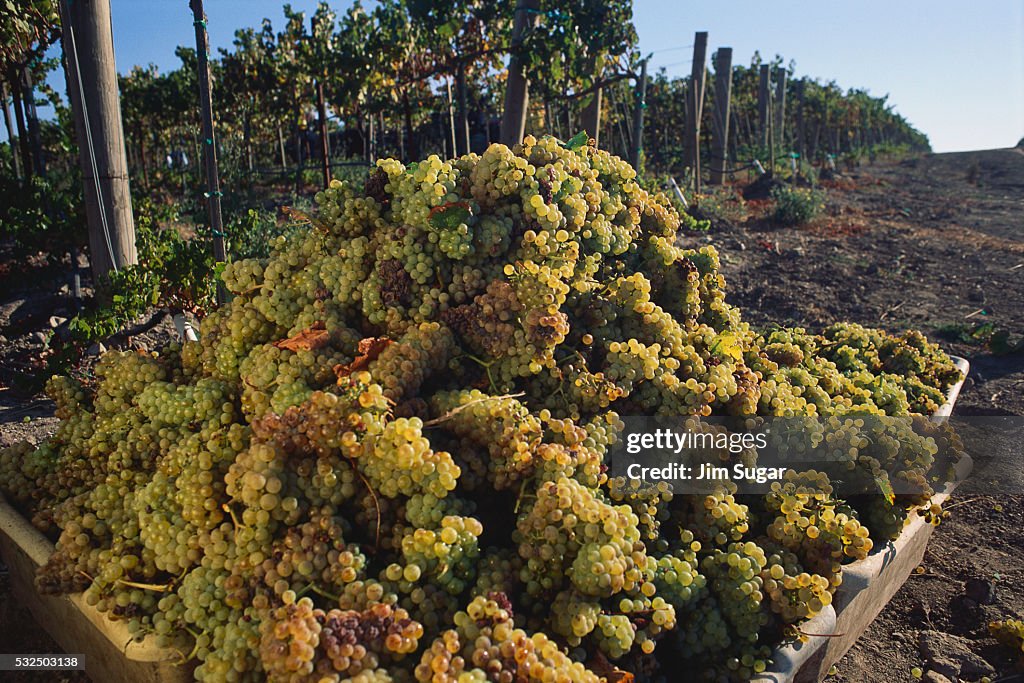 Harvested Chardonnay Grapes