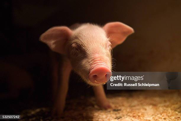 newborn piglet - tierhaltung stock-fotos und bilder