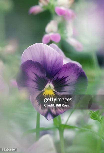 close-up of a purple pansy - pansy stock-fotos und bilder