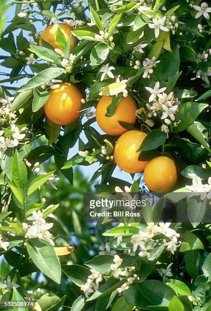 fruit on blossoming orange tree - orange blossom stock pictures, royalty-free photos & images