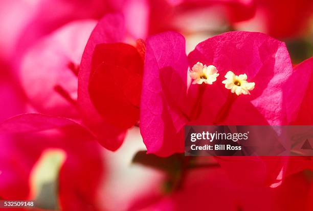 close-up of a pink bougainvillea - buganvília imagens e fotografias de stock