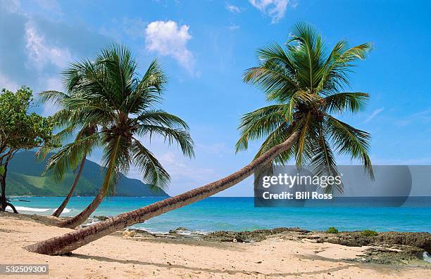 palm trees on st. croix beach - st croix beach stock pictures, royalty-free photos & images