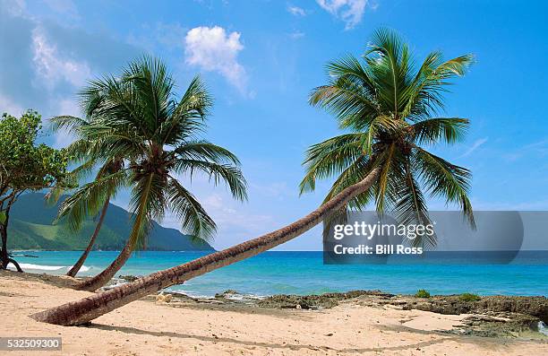 palm trees on st. croix beach - virgin islands stock pictures, royalty-free photos & images