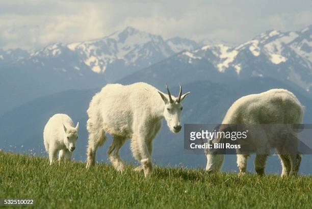 three grazing mountain goats - mountain goat stock pictures, royalty-free photos & images