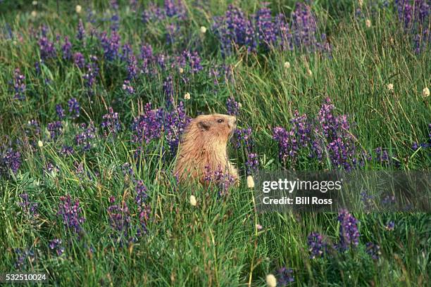 gopher peeking above grass - tuza fotografías e imágenes de stock