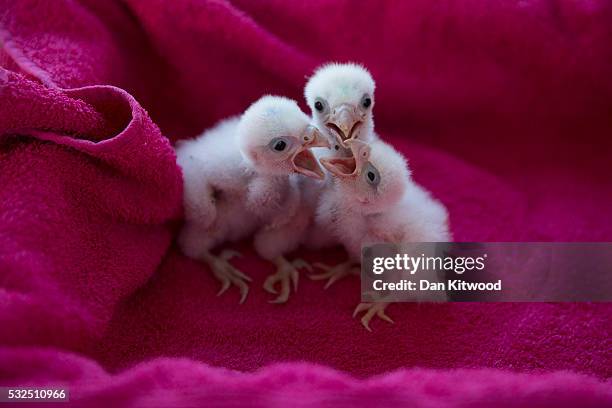 Peregrine Falcon chicks wait to be fed at the ICBP on May 16, 2016 in Newent, England. The ICBP is the oldest dedicated birds of prey centre in the...