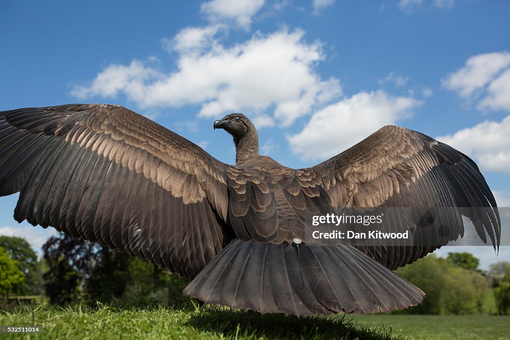 Conservation Work Is Carried Out At The International Centre For Birds Of Prey