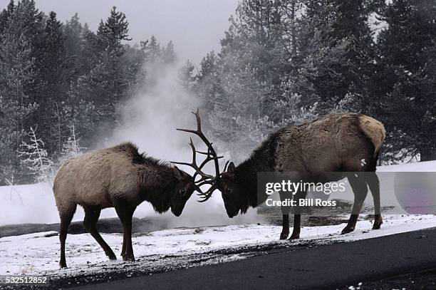 bull elk lock antlers - bull butting stock pictures, royalty-free photos & images