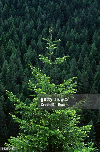 douglas fir tree - douglas fir ストックフォトと画像