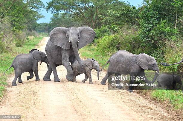 crossing guard - baby elephant stock pictures, royalty-free photos & images