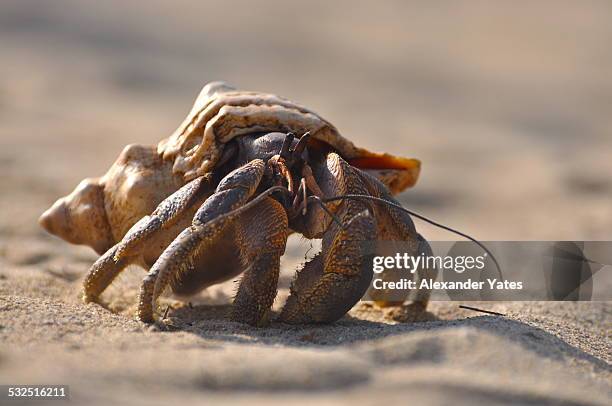 137 Coconut Crab Stock Photos, High-Res Pictures, and Images - Getty Images