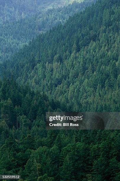 Norcal Forests Northern California Forest Photos and Premium High Res Pictures - Getty ...