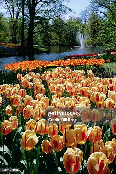 colorful flower beds in the keukenhof gardens - keukenhof gardens stock pictures, royalty-free photos & images