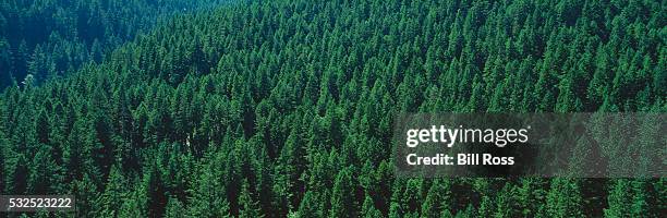 forest of douglas firs - douglas fir stock pictures, royalty-free photos & images