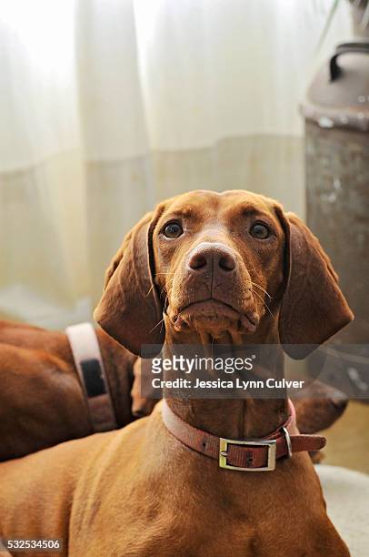 vizsla dog relaxing in the house paying attention to owner - collar stock pictures, royalty-free photos & images