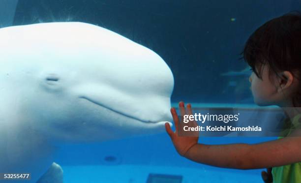 Beluga white whale communicates with with a young girl at the Hakkeijima Sea Paradise Aquarium on July 19, 2005 in Yokohama, Japan. The aquarium...