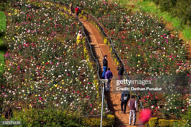 view of rose garden, ooty - ooty botanical garden stock pictures, royalty-free photos & images