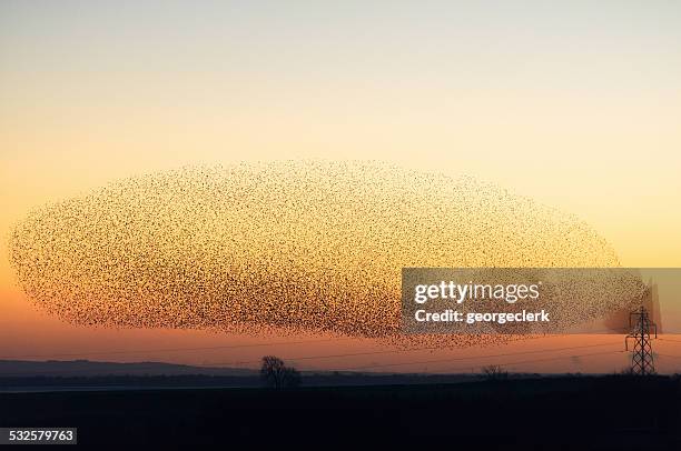 große murmuration von starlings in der dämmerung - vogelschwarm stock-fotos und bilder