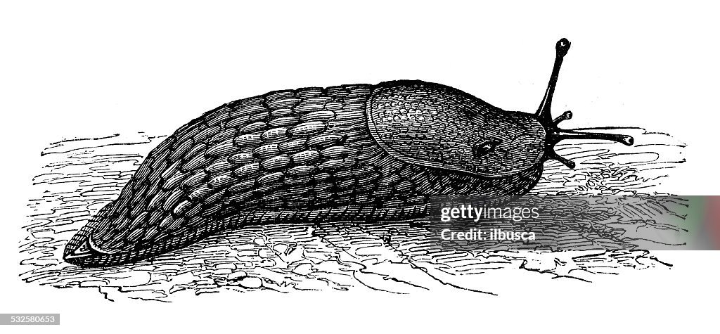 Antique illustration of red slug (Arion rufus)