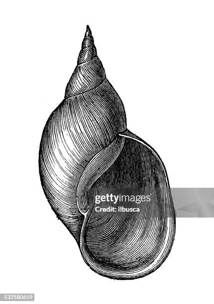 stockillustraties, clipart, cartoons en iconen met antique illustration of shell lymnaea stagnalis (great pond snail) - wulk