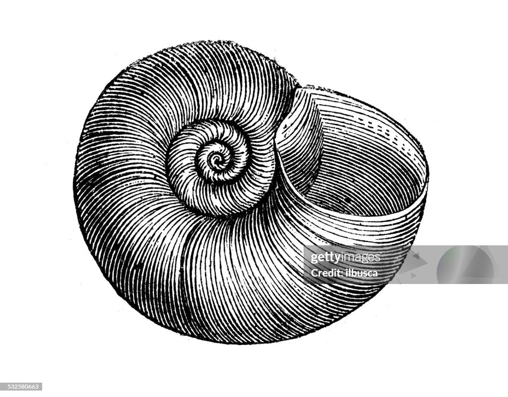 Antique illustration of Planorbarius corneus (great ramshorn)