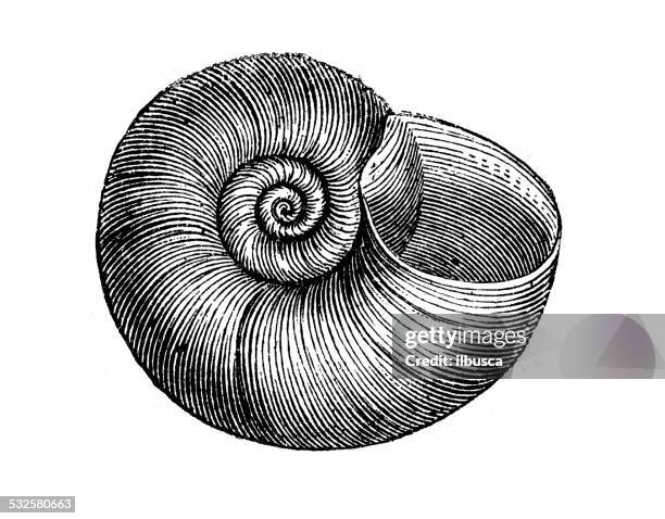 antique illustration of planorbarius corneus (great ramshorn) - animal shell stock illustrations