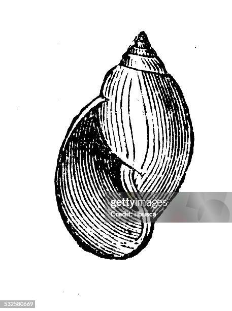 antique illustration of physa castanea shell - conch shell white background stock illustrations