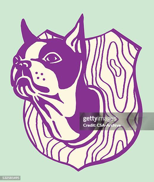 taxidermie boston terrier - boston terrier stock-grafiken, -clipart, -cartoons und -symbole