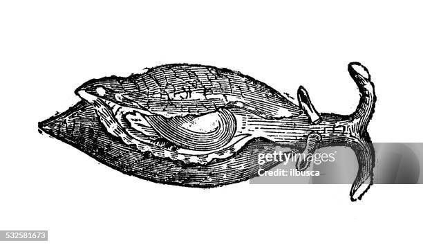 antique illustration of aplysia inca shell - conch shell white background stock illustrations